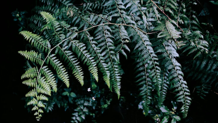 Antalya’da süs bitkileri için Organize Tarım Bölgesi kurulacak