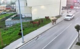 Arnavutköy’de atlar sokaklara terkedildi: Trafiği tehlikeye atıyor