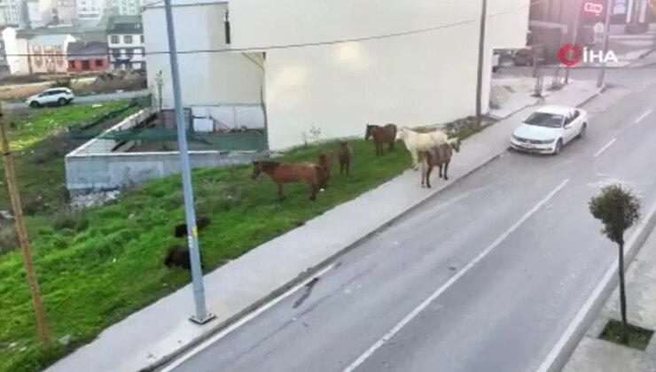 Arnavutköy’de atlar sokaklara terkedildi: Trafiği tehlikeye atıyor