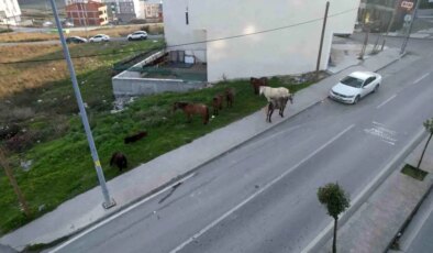 Arnavutköy’de başıboş gezen atlar tehlike saçıyor