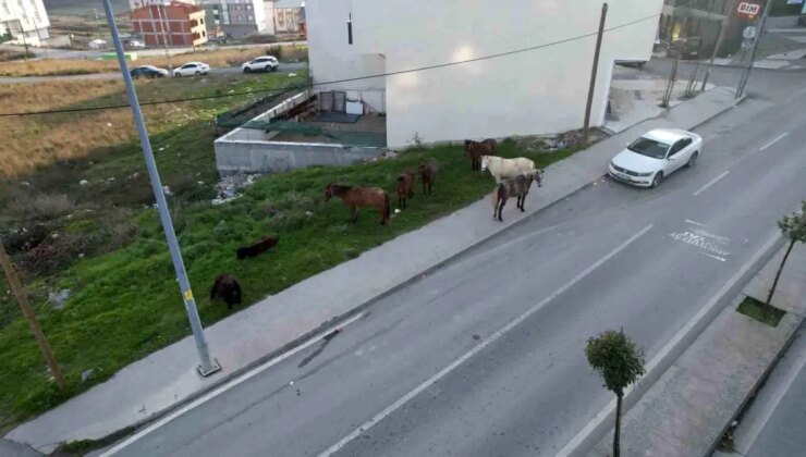 Arnavutköy’de başıboş gezen atlar tehlike saçıyor