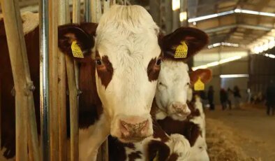 Avrupa’ya kokain akını: Karteller, sığır yüklü gemileri kullanıyor