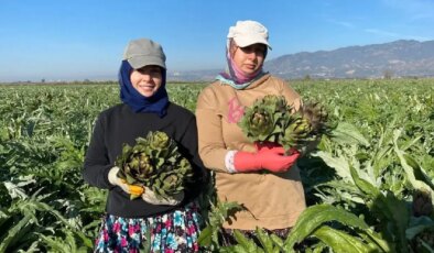 Aydın’ın coğrafi işaretli lezzetinde hasat başladı: 4 bin 292 dekar alanda üretiliyor!