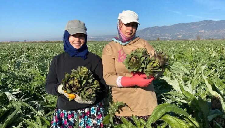 Aydın’ın coğrafi işaretli lezzetinde hasat başladı: 4 bin 292 dekar alanda üretiliyor!