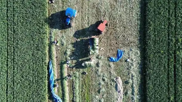 Bafra Ovası’nda hasat başladı: Rekolte 28 bin tonu bulacak