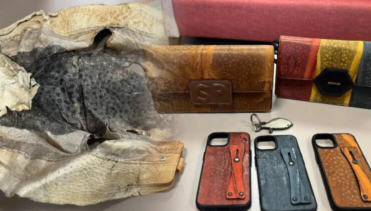 Balon balığı derisinden yaptığı aksesuarlar mahkemelik oldu