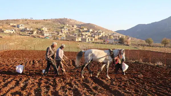 Batman’ın  tescilli lezzetinde ekim başladı: Bozulmadan 1 yıl dayanıyor…