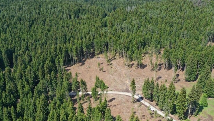 Bazı alanlar orman sınırları dışına çıktı: 11 il etkilendi