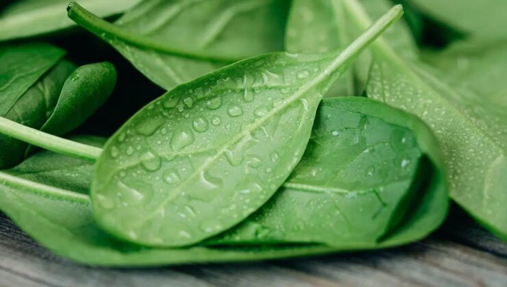 Besin zehirlenmelerinden korunmak için dikkat edilmeli: Ispanak ikinci kez ısıtılır mı?