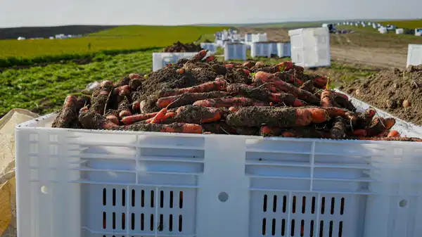 Beypazarı’nda hasat günün ilk ışıkları ile başlıyor: Dönüme 10 ton ürün bekleniyor