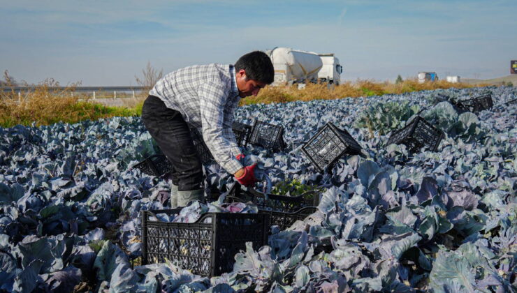 Beypazarı’nda tarlalar mora büründü: Sezonun son mahsulleri hasat edildi!