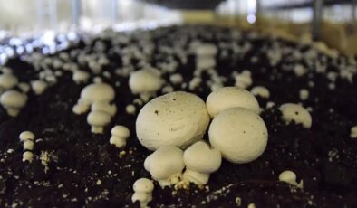 Bilim insanları mantar bazlı yeni bir et alternatifi geliştirdi