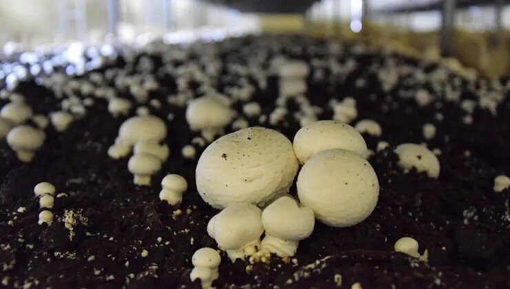 Bilim insanları mantar bazlı yeni bir et alternatifi geliştirdi