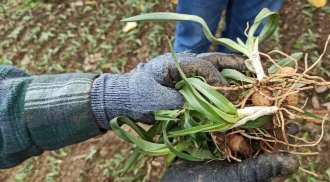 Bir dikiyor, üç alıyorlar: Tarladayken alıcısı hazır