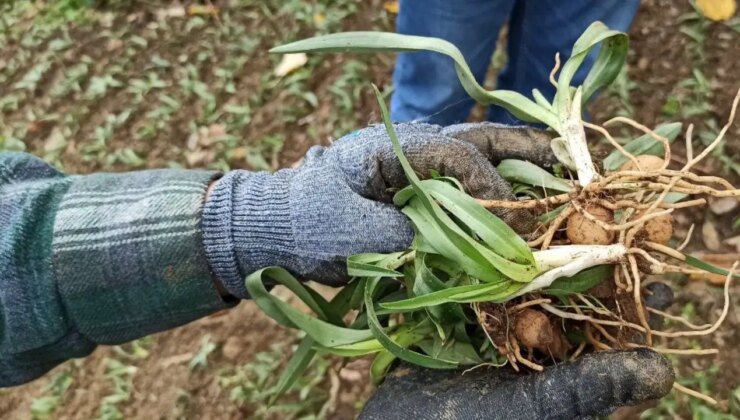 Bir dikiyor, üç alıyorlar: Tarladayken alıcısı hazır