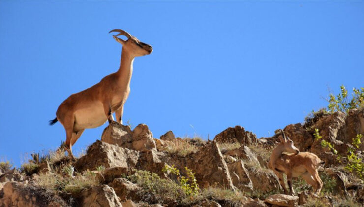Bitlis’te yaban keçisi avlayan kişiye 966 bin lira ceza