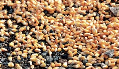 BM’den su ve gıda israfıyla mücadelede iş birliği çağrısı