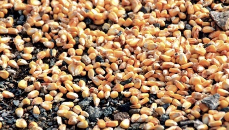 BM’den su ve gıda israfıyla mücadelede iş birliği çağrısı