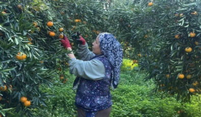 Bodrum mandalinası bahçede 15, manavlarda 100 lira