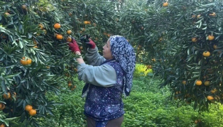 Bodrum mandalinası bahçede 15, manavlarda 100 lira