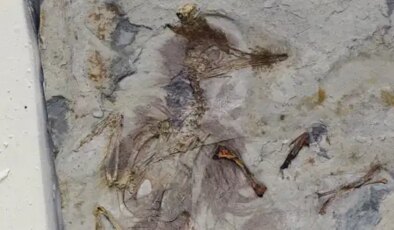 Boğazı taşlarla dolu kuşun sırrı ne?