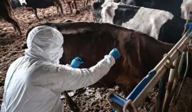 Bolu’da 1 aylık şap karantinası sona erdi