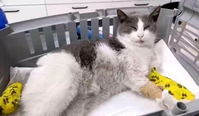 Bolu’da otomobilin çarptığı kedi, tedavi için İstanbul’a sevk edildi