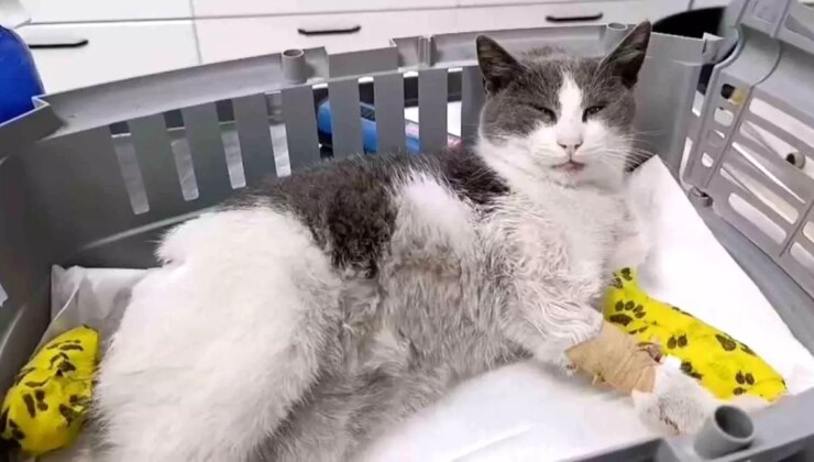 Bolu’da otomobilin çarptığı kedi, tedavi için İstanbul’a sevk edildi