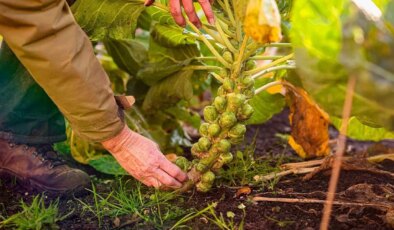 Brüksel lahanası artık bildiğiniz gibi değil, acılığı nasıl giderildi?