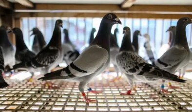 Bu da oldu: Güvercine haciz uygulandı! CHP’li isimden tepki: ‘Tek tek değer biçilip satış listesine konuldu!’