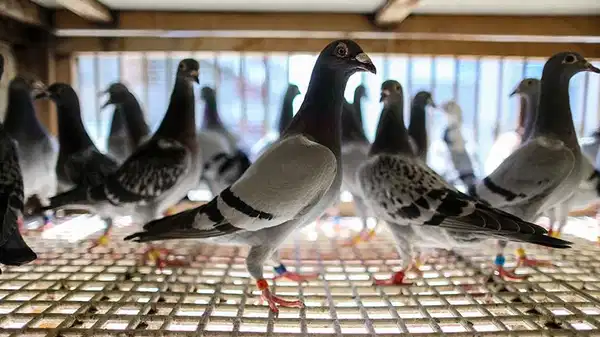 Bu da oldu: Güvercine haciz uygulandı! CHP’li isimden tepki: ‘Tek tek değer biçilip satış listesine konuldu!’