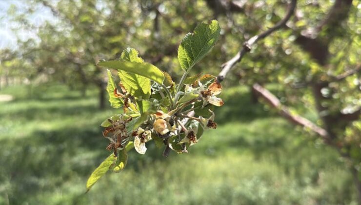 Bu yıl zirai don nedeniyle üreticilere 23 milyar lira hasar tazminatı ödendi