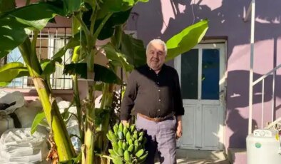 ‘Burada tutmaz diyenleri dinlemedi’ 70 rakımda yetiştirdi: İlk hasadını yaptı