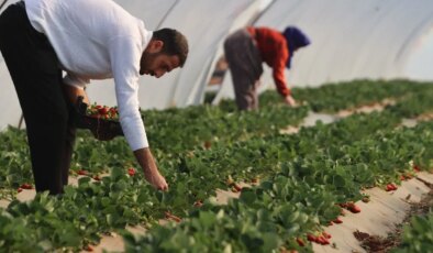 ‘Burada yetişmez’ diyenlere kulak asmadı! Dönüm başına 4,5 ton ürün alıyor…