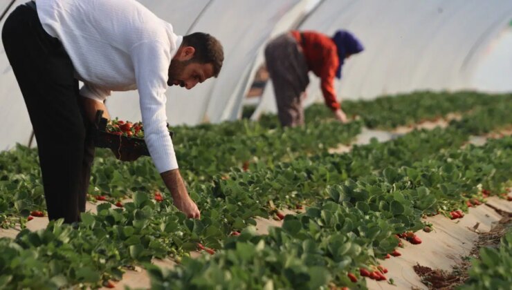 ‘Burada yetişmez’ diyenlere kulak asmadı! Dönüm başına 4,5 ton ürün alıyor…