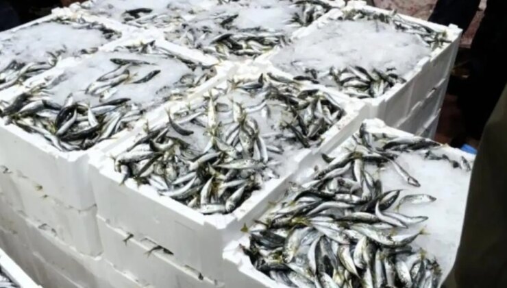 Bursa’da balık halinde gece operasyonu: 615 kilo istavrite el konuldu