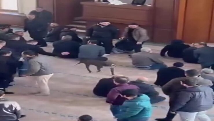Camiye giren pitbullun sahibine adli ve idari işlem yapıldı