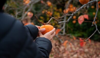 Cennet hurması: Kış aylarında sindirim ve damar sağlığına doğal destek