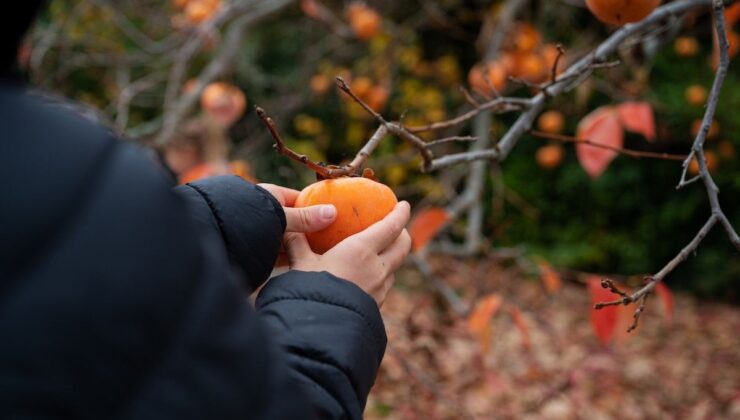 Cennet hurması: Kış aylarında sindirim ve damar sağlığına doğal destek