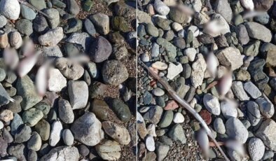 Datça’da çok sayıda ölü balık kıyıya vurdu