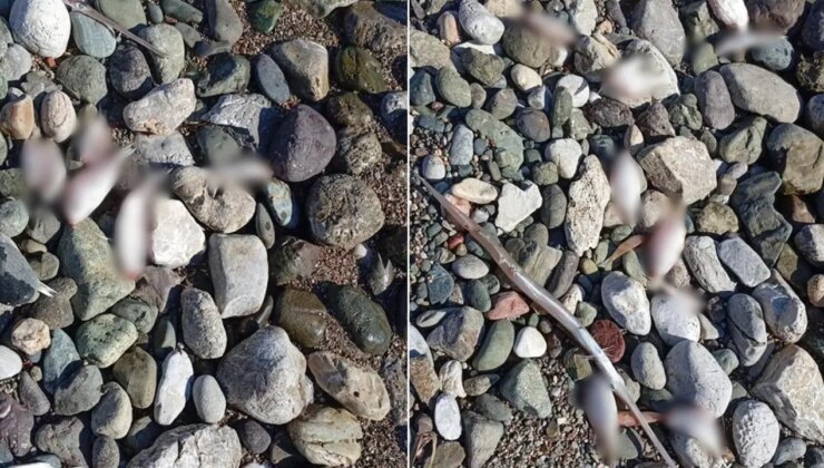 Datça’da çok sayıda ölü balık kıyıya vurdu