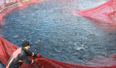 Denizi olmayan bozkırın ortasında yetişti, Japonya’ya gönderildi! Yılda 225 ton…