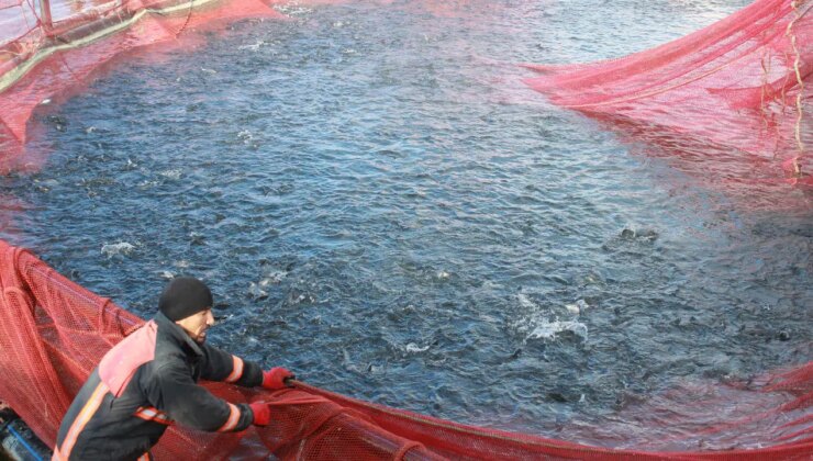 Denizi olmayan bozkırın ortasında yetişti, Japonya’ya gönderildi! Yılda 225 ton…