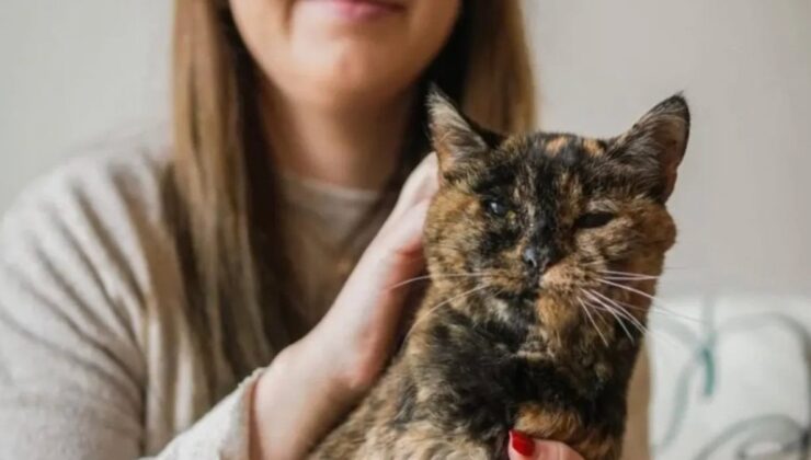 Dünyanın bilinen en yaşlı kedisi Flossie, 30 yaşına girdi