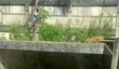 Duvardan atlayıp kafese giren Brezilyalı genç aslan saldırısında hayatını kaybetti