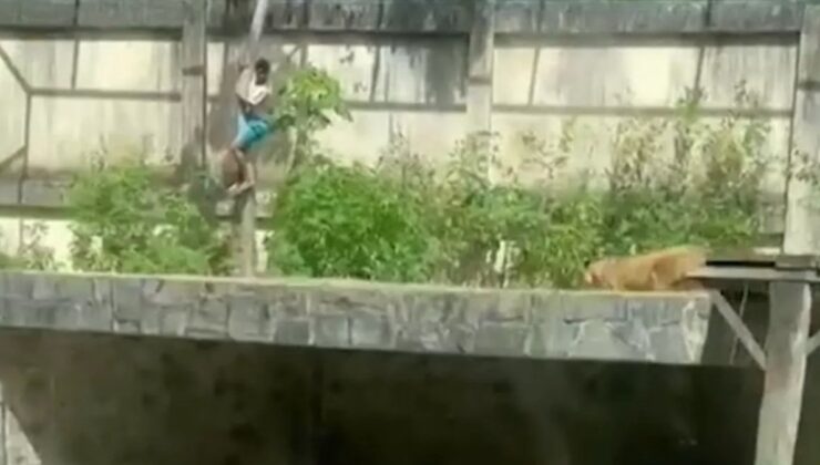 Duvardan atlayıp kafese giren Brezilyalı genç aslan saldırısında hayatını kaybetti