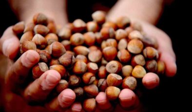 Düzce, fındık ihracatında geçen yıla kıyasla geride