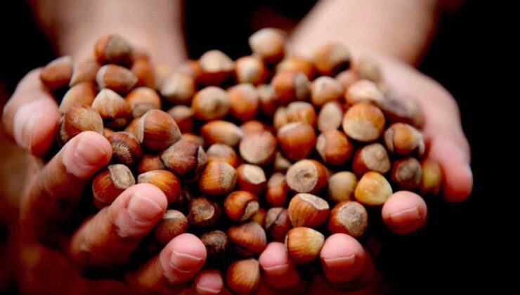 Düzce, fındık ihracatında geçen yıla kıyasla geride