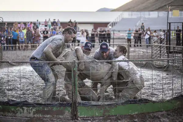 Erkek yasağıyla geri dönen domuz güreşi tartışma yarattı