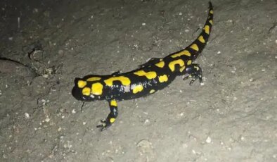 Erzincan’da ‘benekli semenderler’ görüntülendi